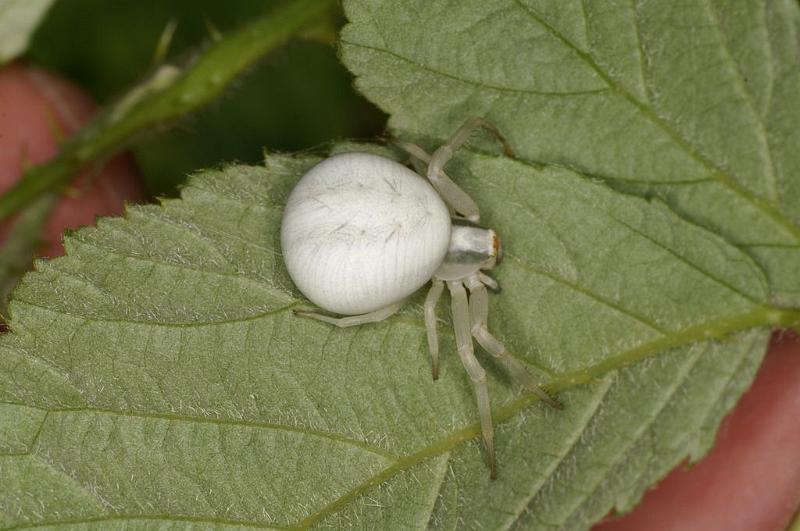 Misumena_vatia_D6148_Z_90_Les Gris_Frankrijk.jpg